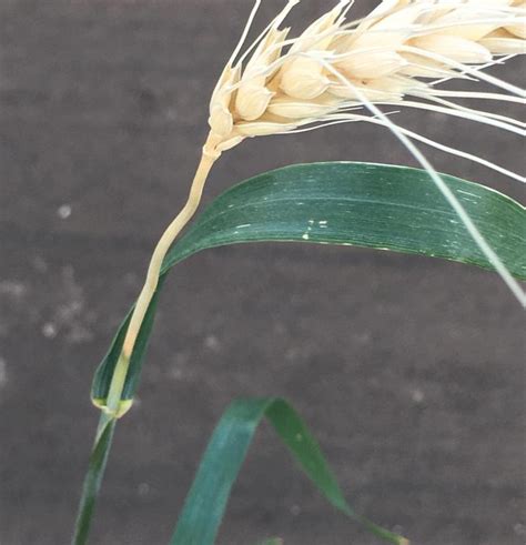Ко́лос • ( kólos ) m inan ( genitive ко́лоса, nominative plural коло́сья, genitive plural коло́сьев, diminutive колосо́к ) ear (fruiting body of a grain plant) Пустой колос пшеницы - причины?