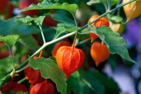 All About Growing A Chinese Lantern Plant