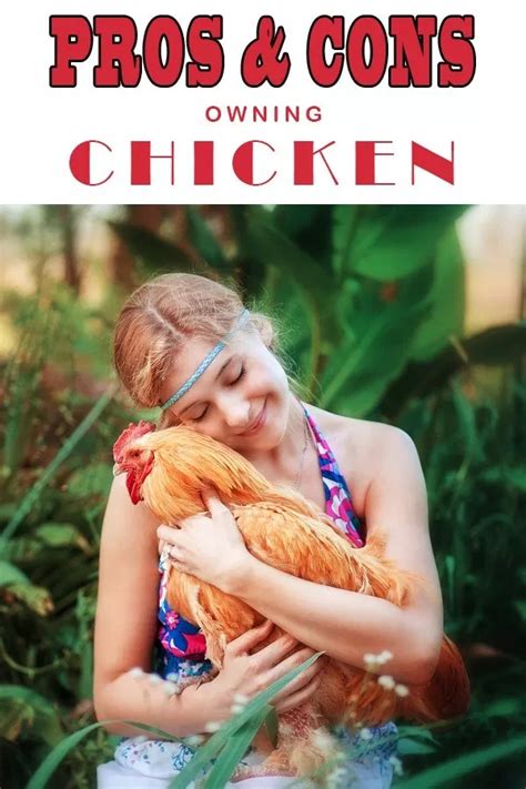 What Are The Pros And Cons Of Owning Chicken Raising Backyard Chickens