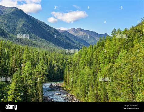 Subalpine Coniferous Taiga In Siberian Mountains Deep Forest And A