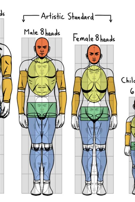 Standard Proportions Of The Human Body Human Body Drawing Body Type