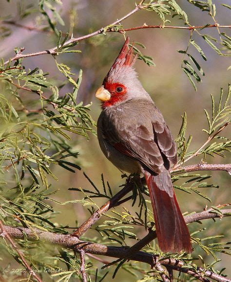 Pyrrhuloxia By Joan Gellatly On Flickr Backyard Birds Cardinal