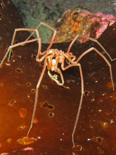 Sea Spider Creationwiki The Encyclopedia Of Creation Science