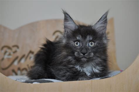 12 Maine Coon Cats For Sale Near Me Furry Kittens