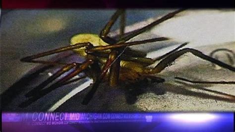 A Dangerous Brown Recluse Spider