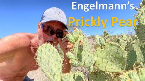 Engelmann S Prickly Pear Sonoran Desert Arizona Opuntia Engelmannii