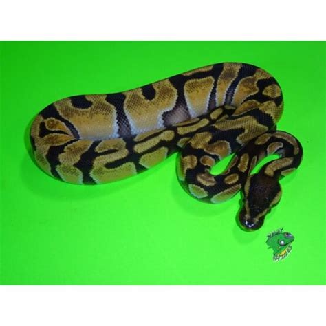 Enchi Orange Dream Ball Python Big Baby Strictly Reptiles Inc