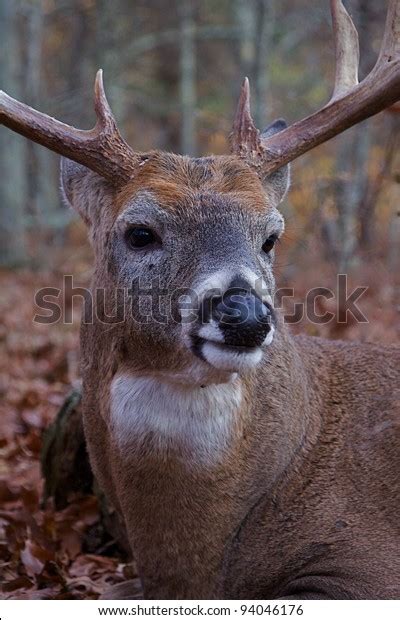 Whitetail Buck Deer Extreme Closeup Stock Photo 94046176 Shutterstock