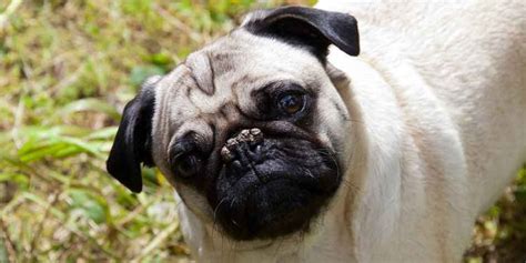 Cataracts In Pugs The Best Way To Prevent And Treat This Condition