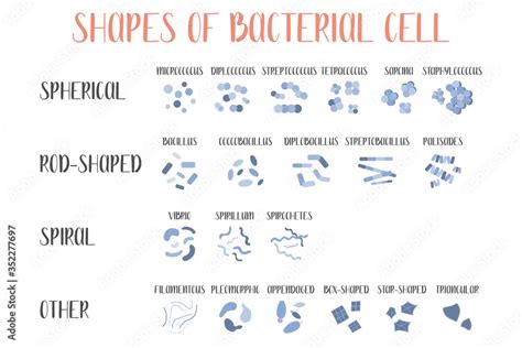 Bacteria Classification Shapes Of Bacteria Types And Different Forms