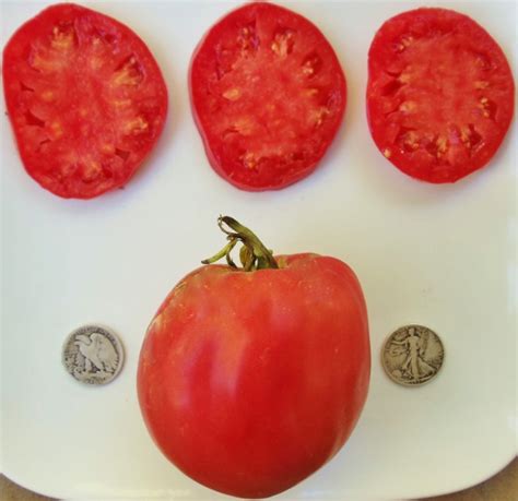 Hungarian Heart Heirloom Tomato Seeds Most Popular Oxheart Variety