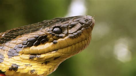 How A Wild Anaconda Strangles Prey Deadly 60 Earth Unplugged Youtube