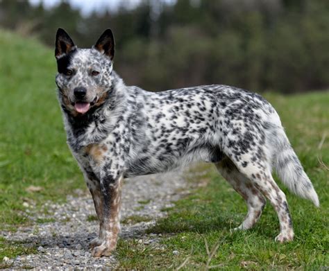 Are Australian Cattle Dogs Hard To Train