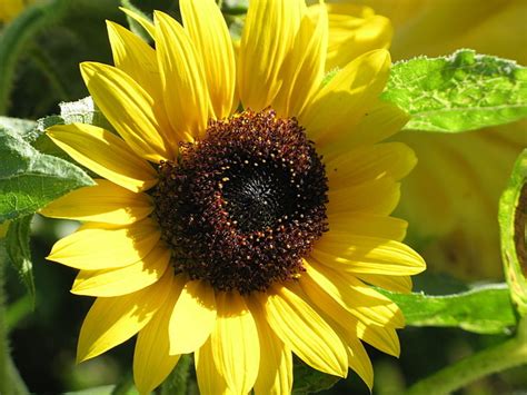 All of the seed we handle at american meadows is. Inspirations by D: How to Grow Sunflowers
