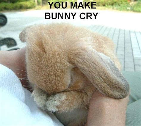Crying Bunny Baby Bunny Photo 3518644 Fanpop