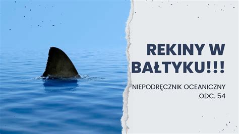 Rekiny W Bałtyku Czy To Normalne Niepodręcznik Oceaniczny Odc 54