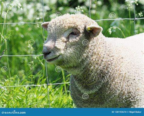 Rare Breed Sheep Stock Photo Image Of Meat Breed Agriculture 138193674