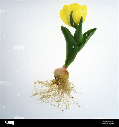 Close Up Of Tulip Flower With Roots Against White Background Stock