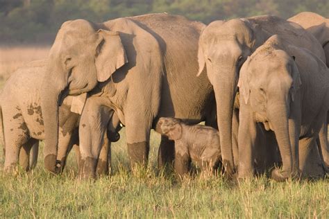 Chinas Wandering Wild Elephant Herd Captivates The World Book Review