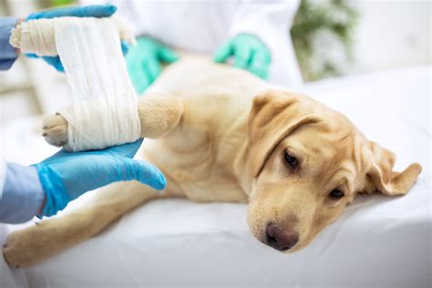 Preparing Your Pet For Surgery Animal Emergency And Specialty Center