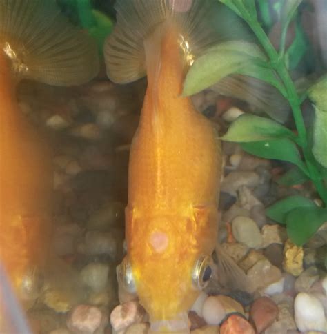 Health What Is This Tufty White Spot On My Goldfishs Head Pets