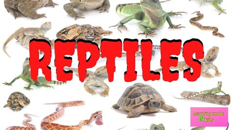 Reptiles Interesting Facts For Kids Youtube