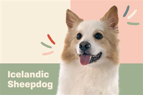 Icelandic Sheepdog Dog Breed Information And Characteristics Daily Paws