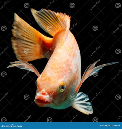 Nile Red Tilapia Fish Stock Image Image Of Nile Scales 61380747