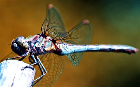 Dragonfly Backgrounds Free Download Pixelstalknet