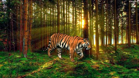 Tiger Wallpaper Hd 32004 Baltana