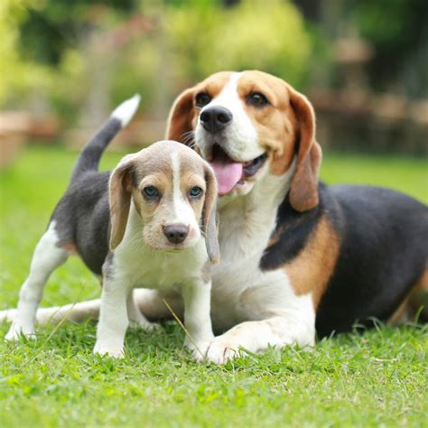 Buy beagle puppies online beagles are intelligent, affectionate, and make fantastic family companions. Beagle Puppies For Sale | Available in Phoenix & Tucson, AZ