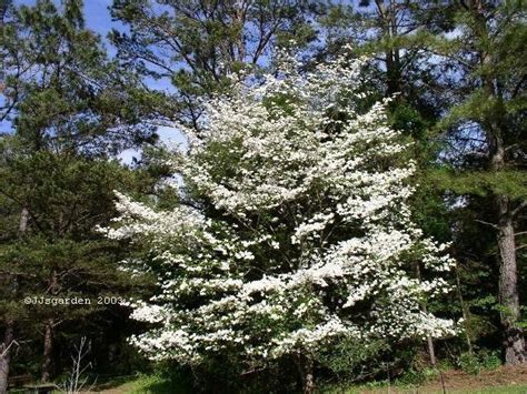 Interesting aside, the tupelo (or gum) genus (nyssa), falls under the larger dogwood family umbrella and is another good wildlife food. Native dogwood in full bloom in April...in my zone 7b ...