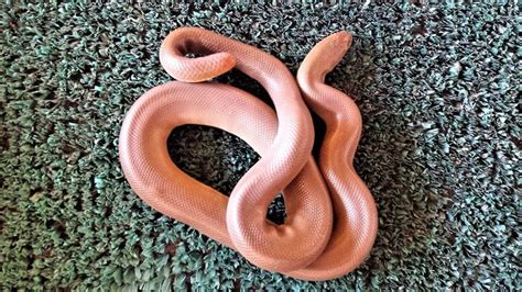The Expert Rosy Boa Care Sheet Diet Habitat And More For Beginners