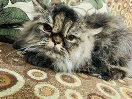 See more ideas about cats and kittens, cats, kittens. Persian Cat Price In Bd - Animals & Pets - Bangladesh ...