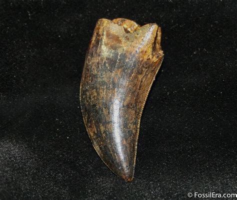 Highly Collectable Tyrannosaurus Rex T Rex Tooth 715 For Sale