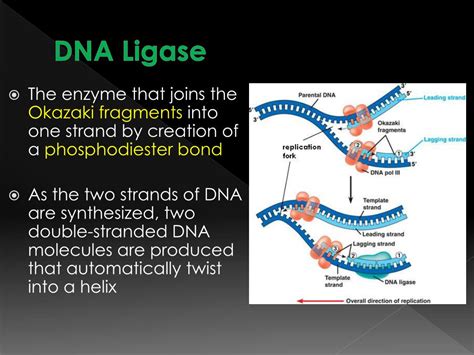 Ppt Dna Replication And Repair Powerpoint Presentation Free Download