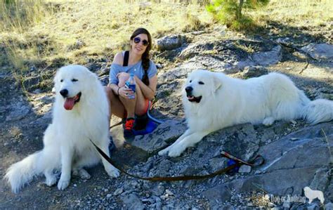 Great Pyrenees Hiking Its Dog Or Nothing