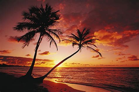 Tropical Sunset Athena Posters