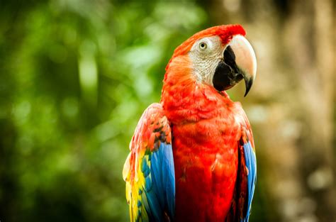Scarlet Macaw Health Personality Colors Sounds And Habitat Petguide