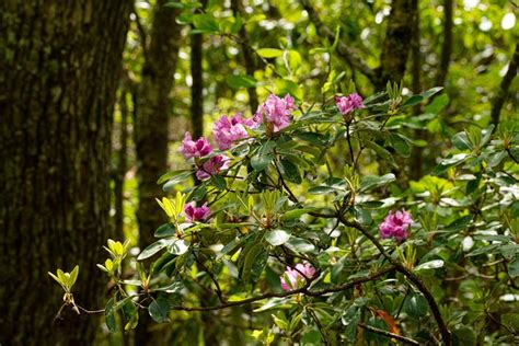 The Remarkable Rhododendron Ramble To Kick Off At Grandfather Mountain