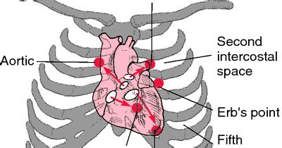 Auscultating the heart allows the nurse to assess the heart's rhythm, rate, and sound of valve closure. Paramedic Student Central: S1, S2, S3, S4 Heart Tones