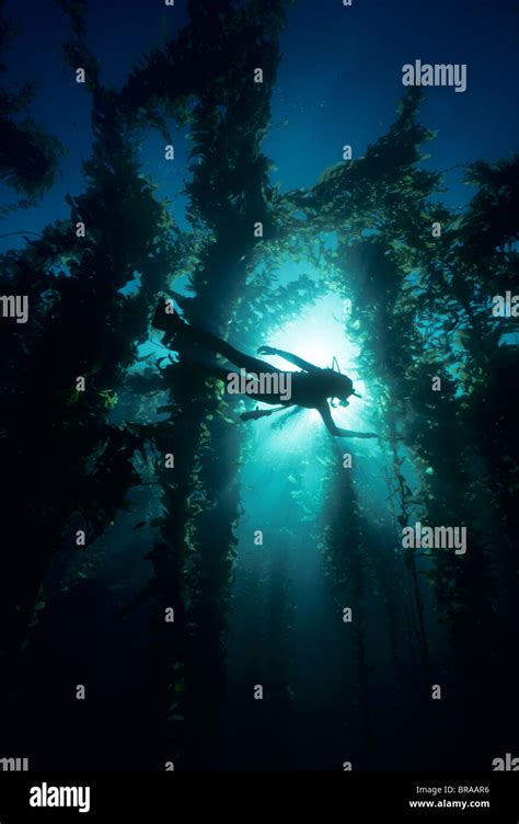 Diver Swims Through Giant Kelp Forest California Pacific Ocean Stock