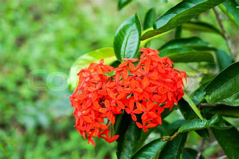 National Flower Of Cuba Stock Image Colourbox