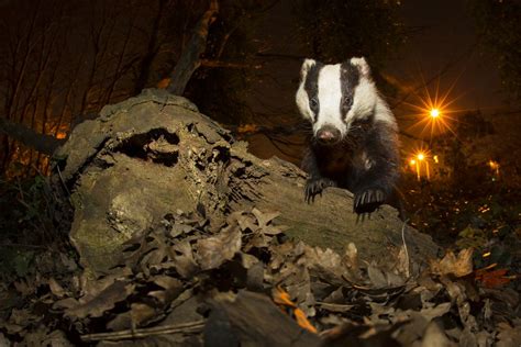 Amazing Photos Of Nocturnal Animals Live Science