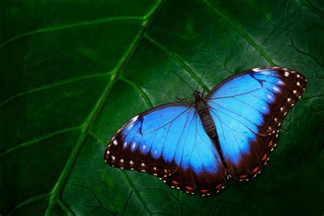 Black And Blue Butterfly Sightings Spiritual Meaning And Symbolism