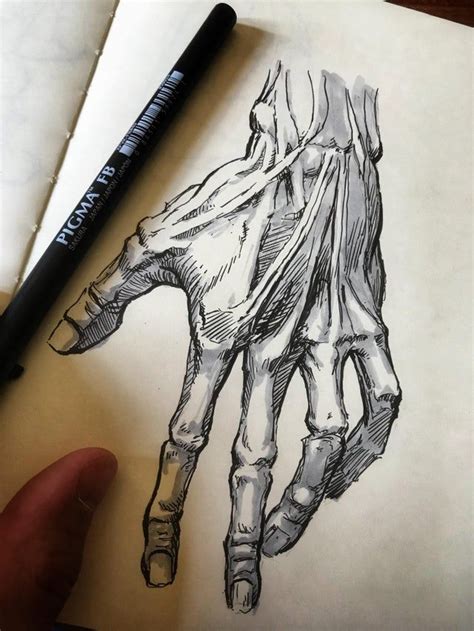 A Little Anatomy Study Drawing Human Anatomy Art Dark Art