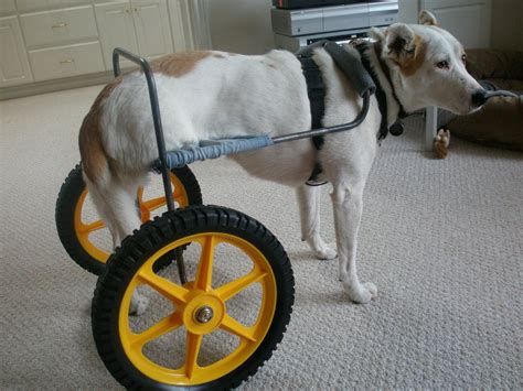 Large Dog Wheelchair Diy Diy Onlines