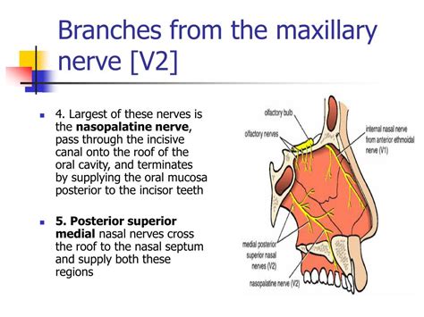 Ppt The Nasal Cavity Powerpoint Presentation Free Download Id5535921