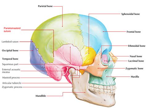Parietomastoid Suture Earths Lab