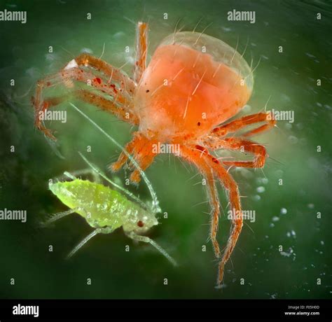 Predatory Mite Hi Res Stock Photography And Images Alamy